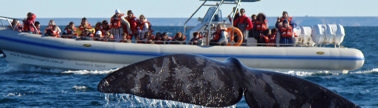 avistaje-de-ballenas-en-Puerto-Madryn-y-Puerto-Piramides-61